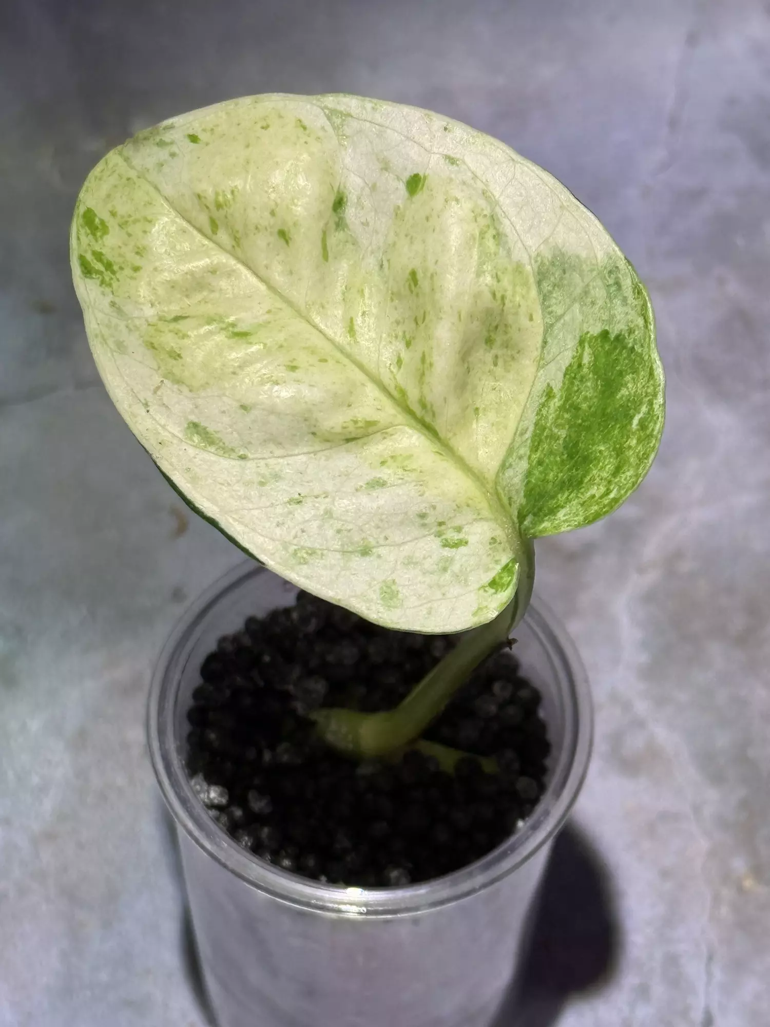 plant/Japanese global epipremnum rooted with new growth-0