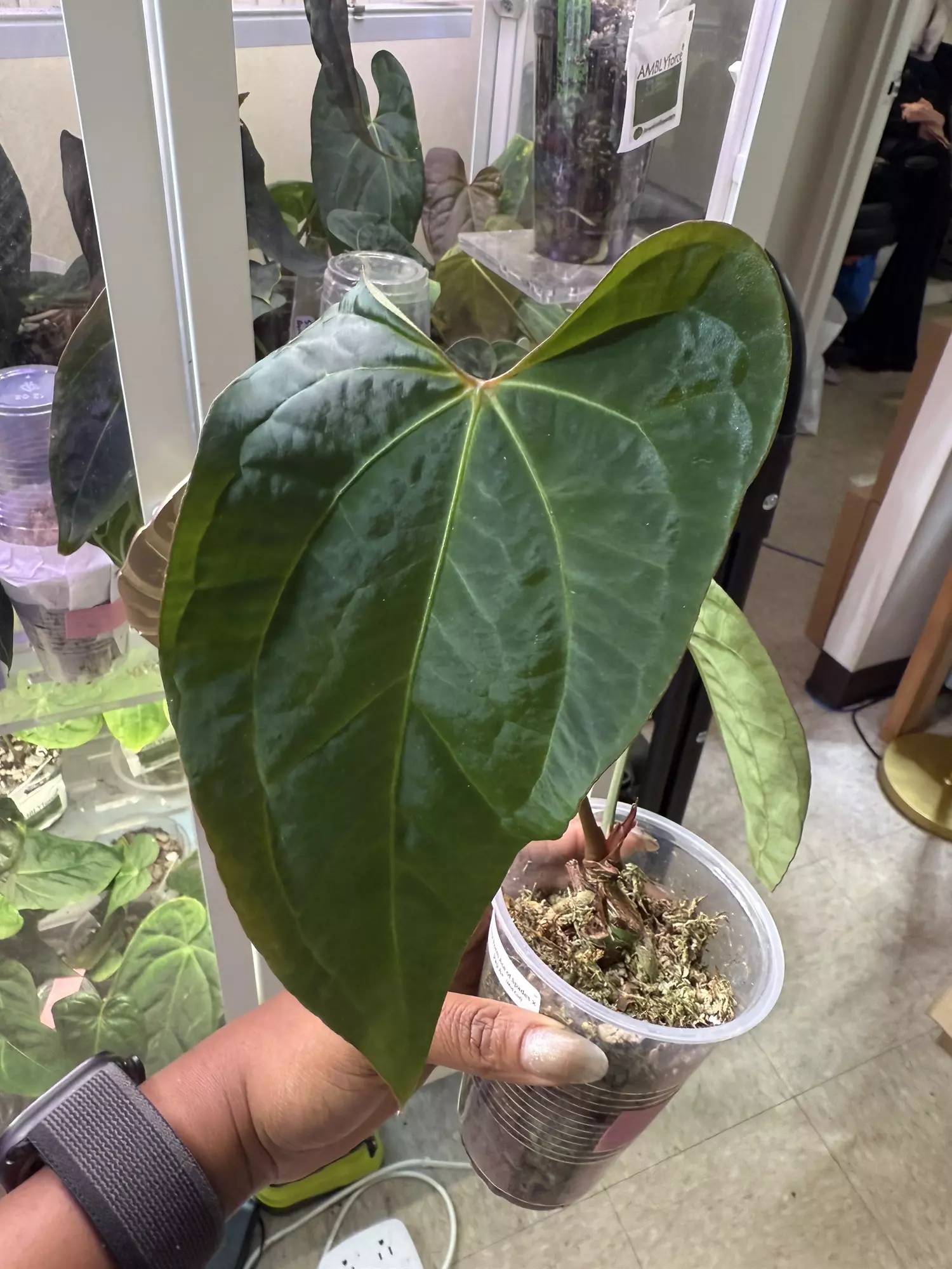 plant/Dark Form Ace of Spades x Pap A+-0