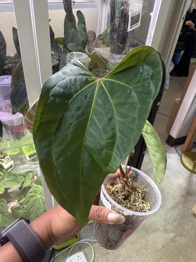 plant/Dark Form Ace of Spades x Pap A+-0-thumbnail