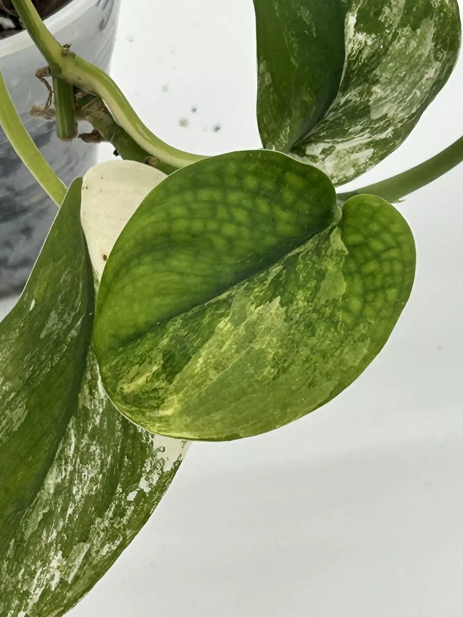 plant/Scindapsus jade satin albo-3