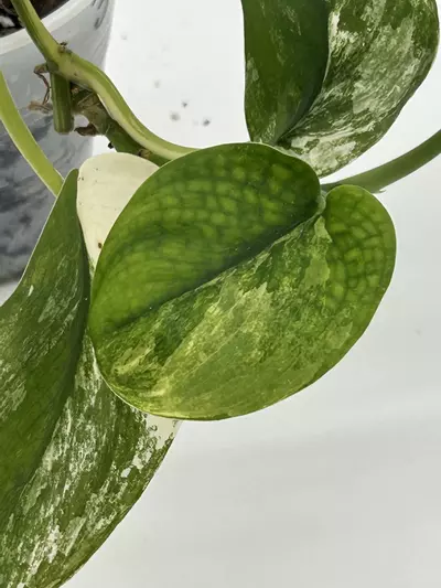 plant/Scindapsus jade satin albo-3-thumbnail