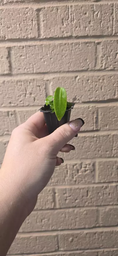 plant/Anthurium warocqueanum starter-0-thumbnail