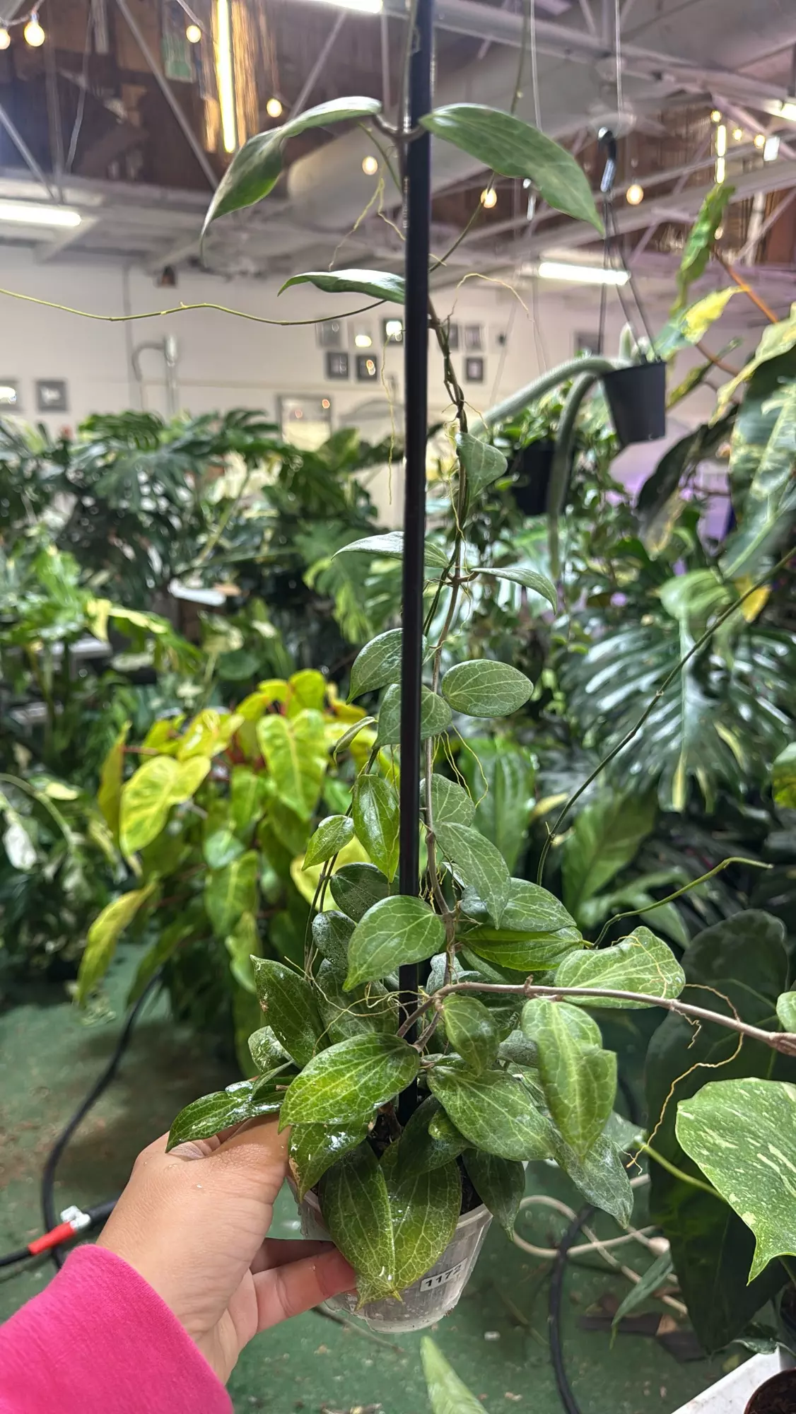 plant/Hoya fitchi 4”-0