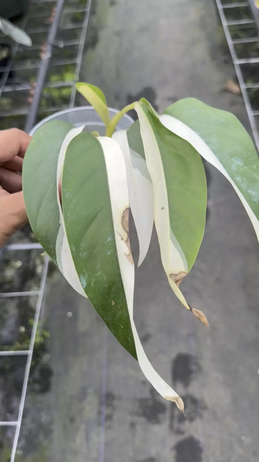 plant/Epi white pearl -0