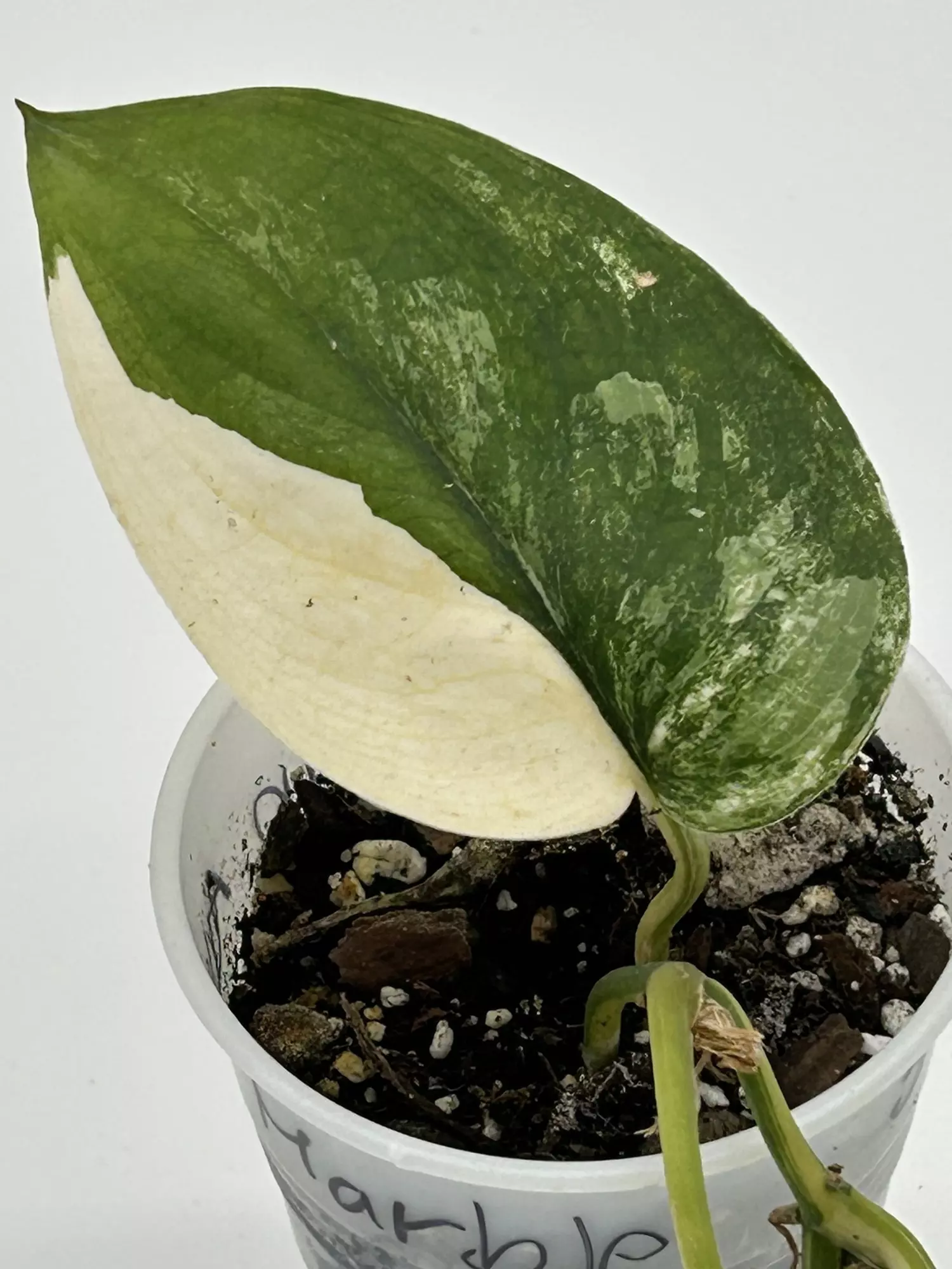 plant/Scindapsus jade satin albo-0