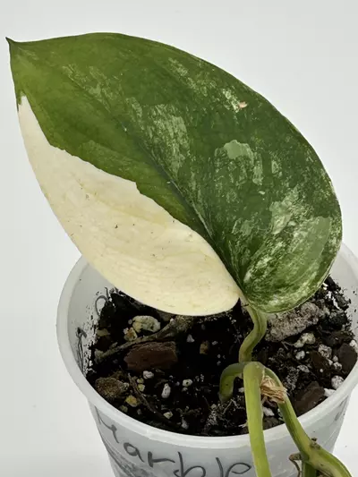 plant/Scindapsus jade satin albo-0-thumbnail