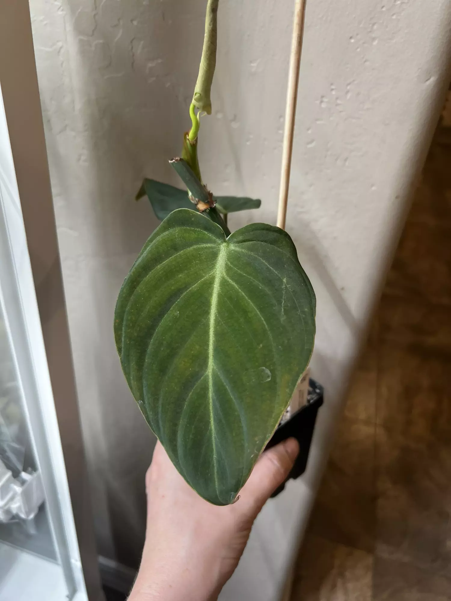 plant/Philo ‘glorious’-0