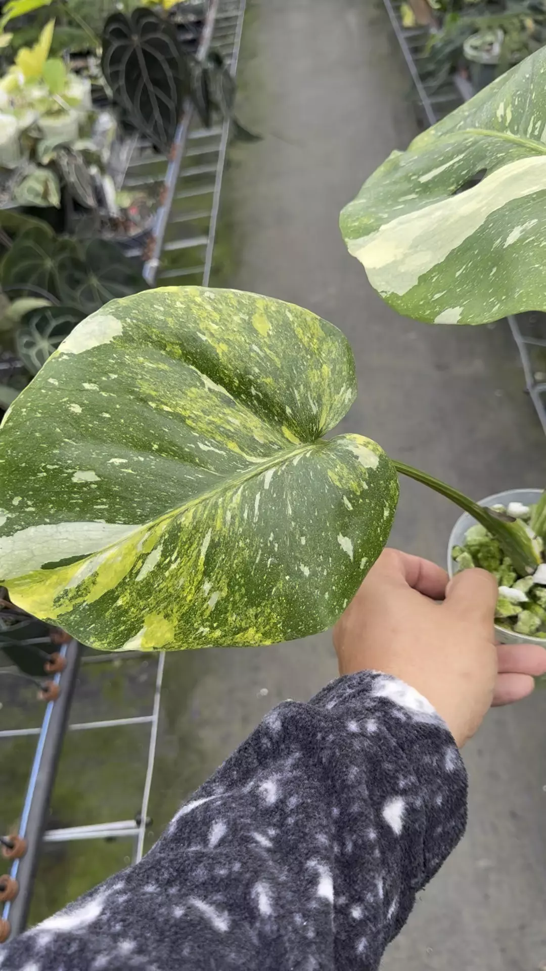 plant/Tri color Thai con -0