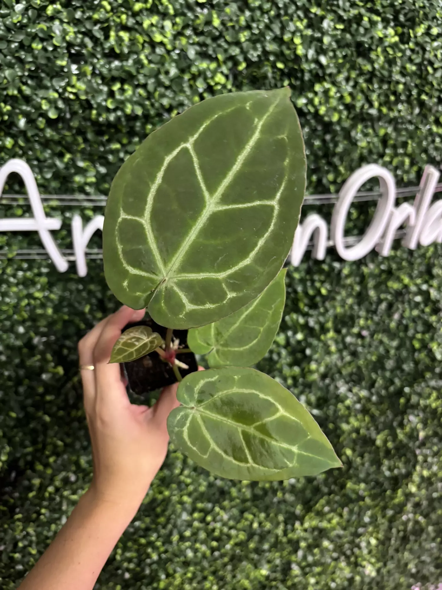 plant/0248 (Black Widow x Michelle) X (Zara x Michelle)-0