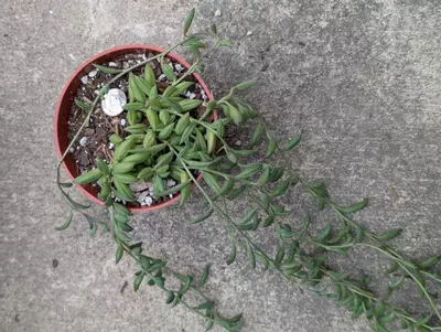 plant/Sob-0-thumbnail