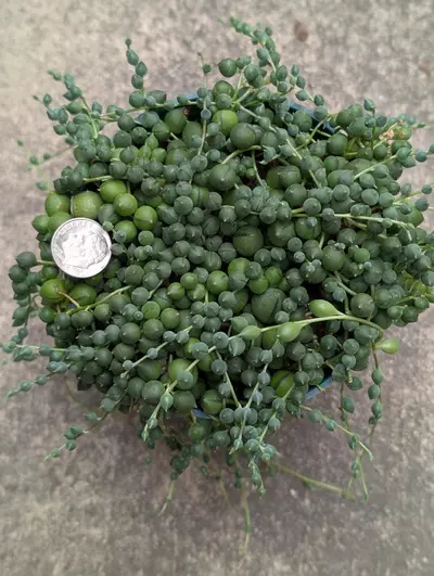 plant/Sop-0-thumbnail