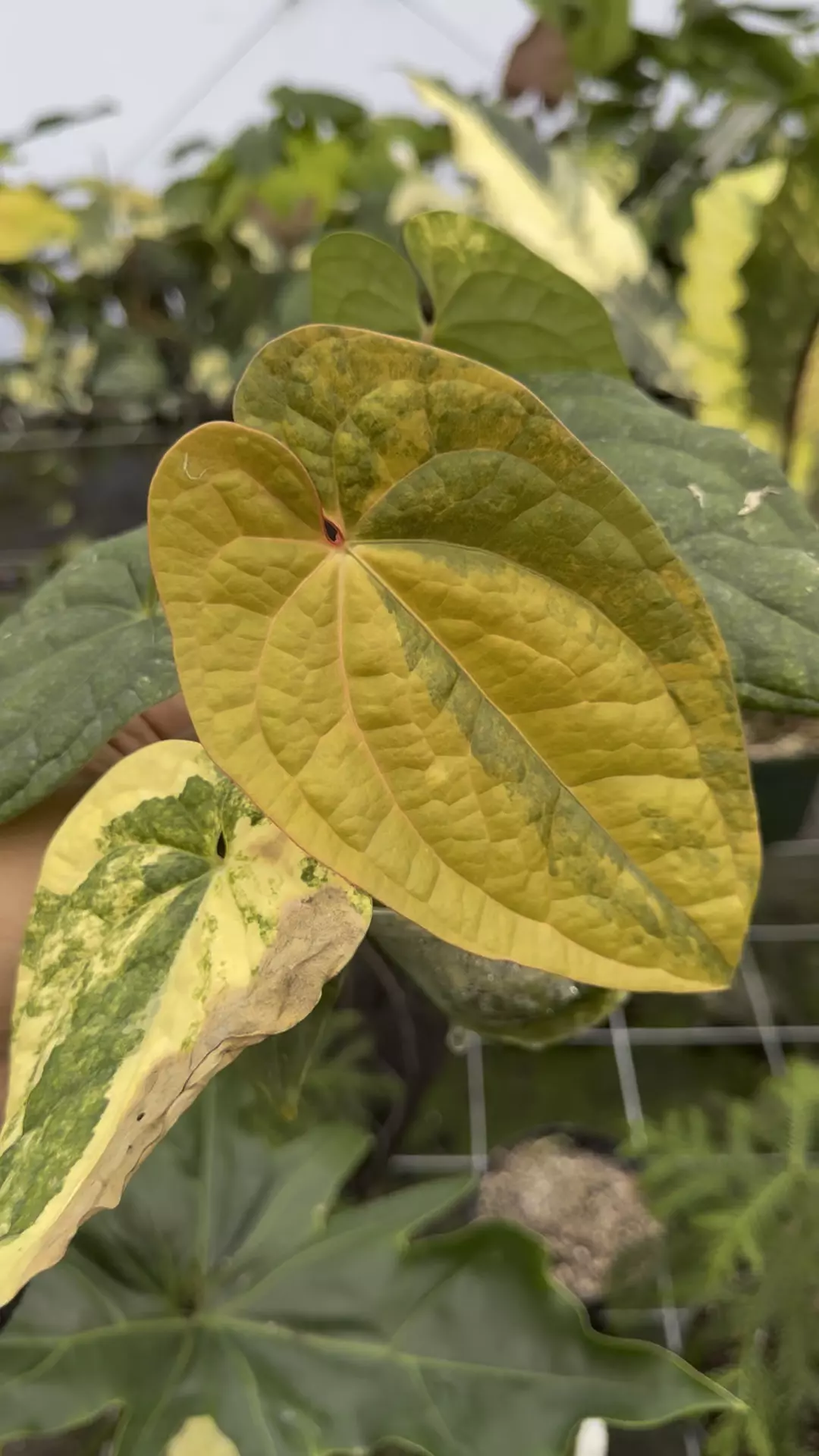 plant/Luxurians x rvdp -0