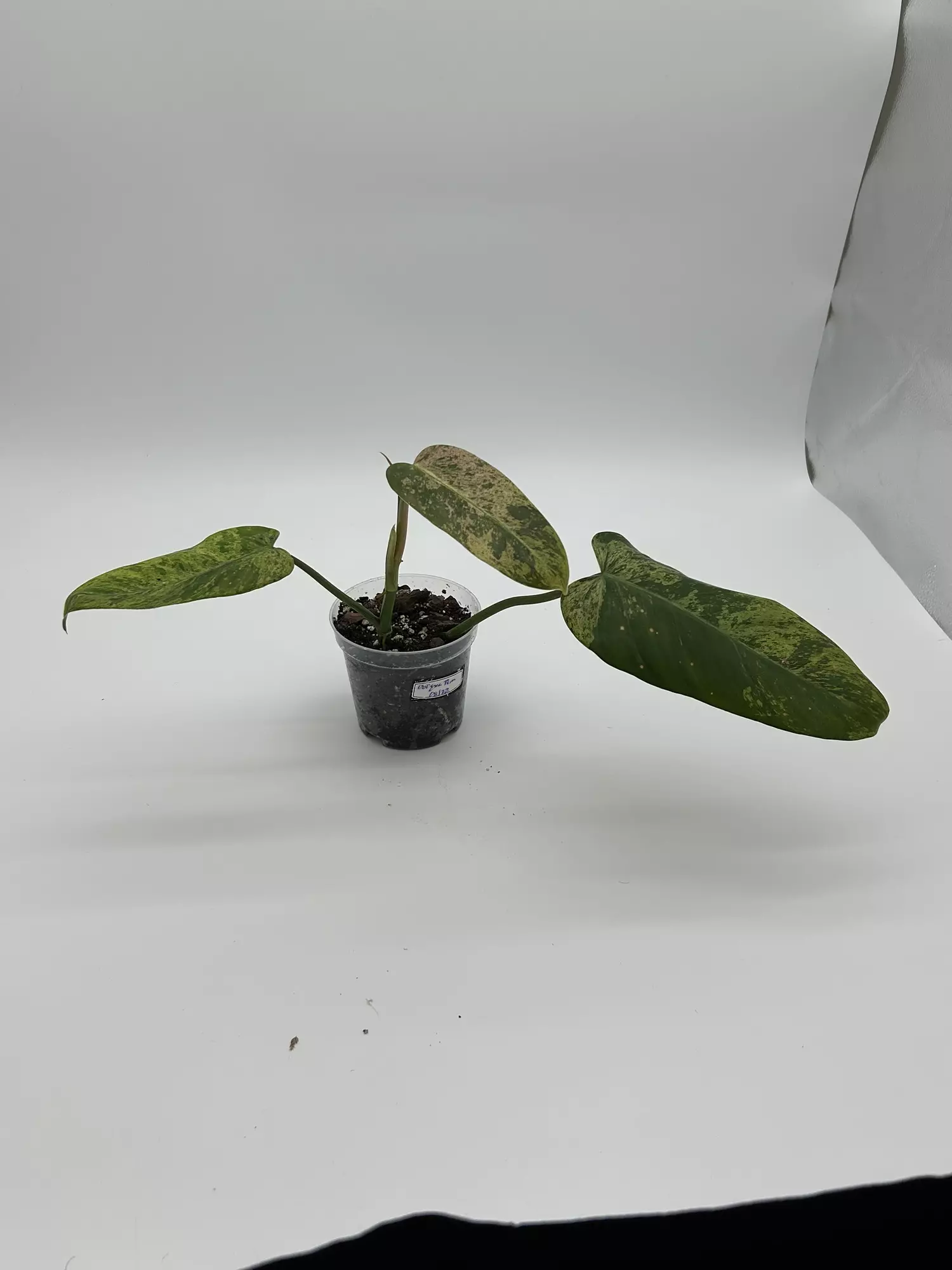 plant/Philodendron burle marx variegated-2