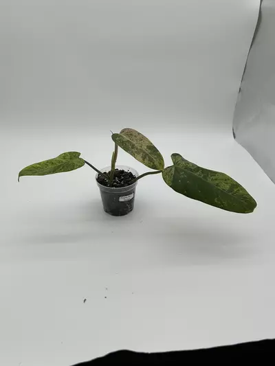 plant/Philodendron burle marx variegated-2-thumbnail