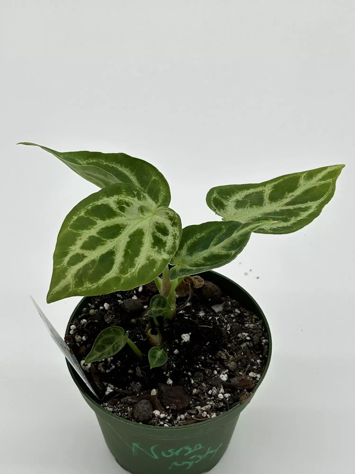 plant/Anthirium doyaki x silver blush-0