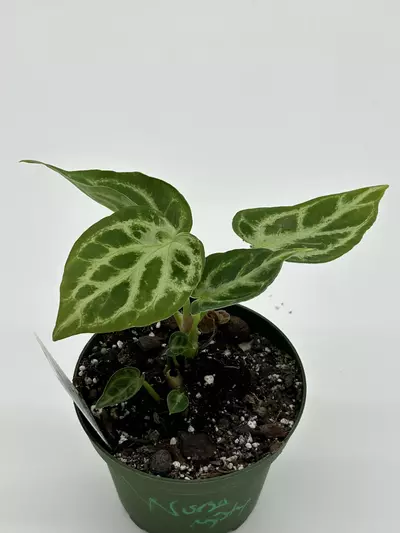 plant/Anthirium doyaki x silver blush-0-thumbnail