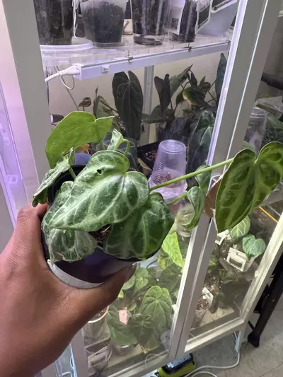 plant/Silver Blush Mutation-0-thumbnail