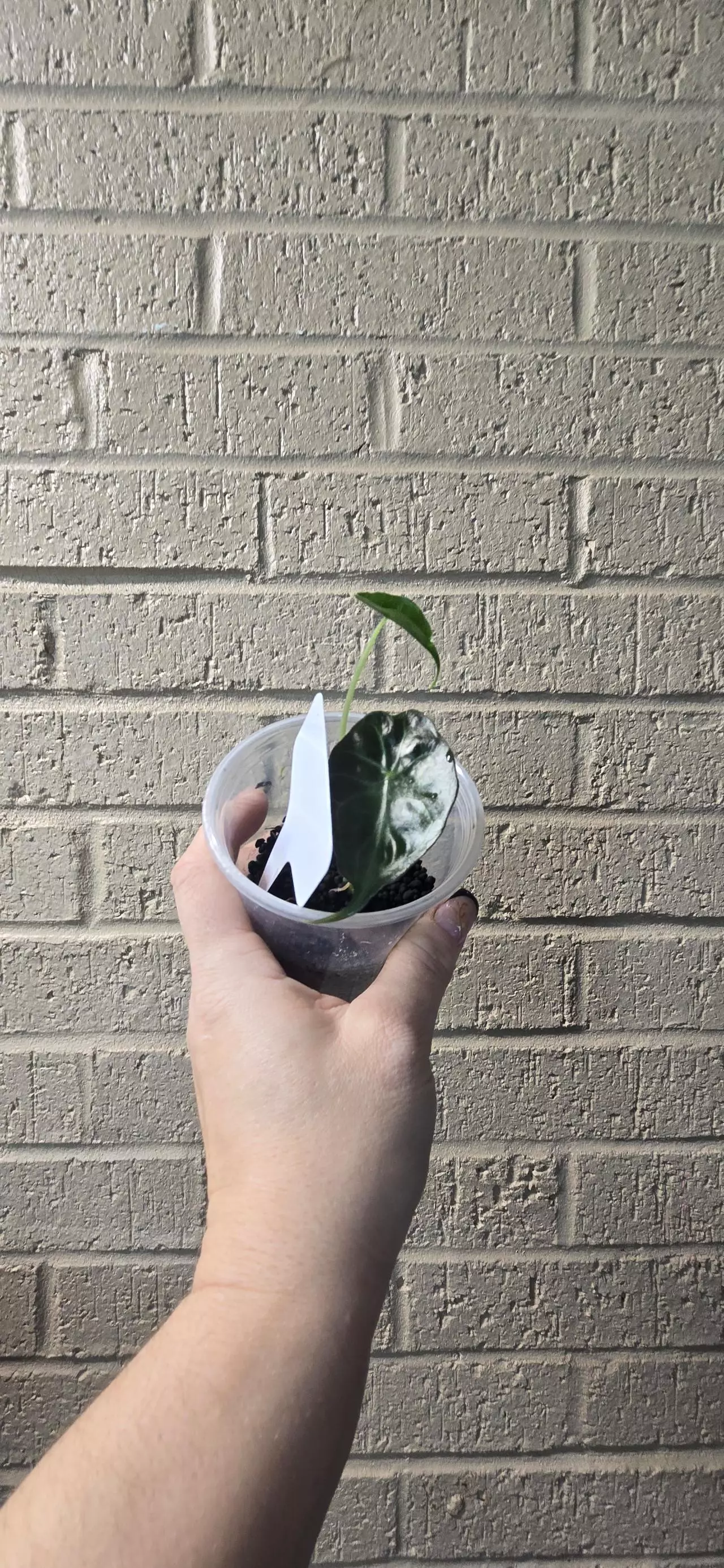 plant/Alocasia venom-0