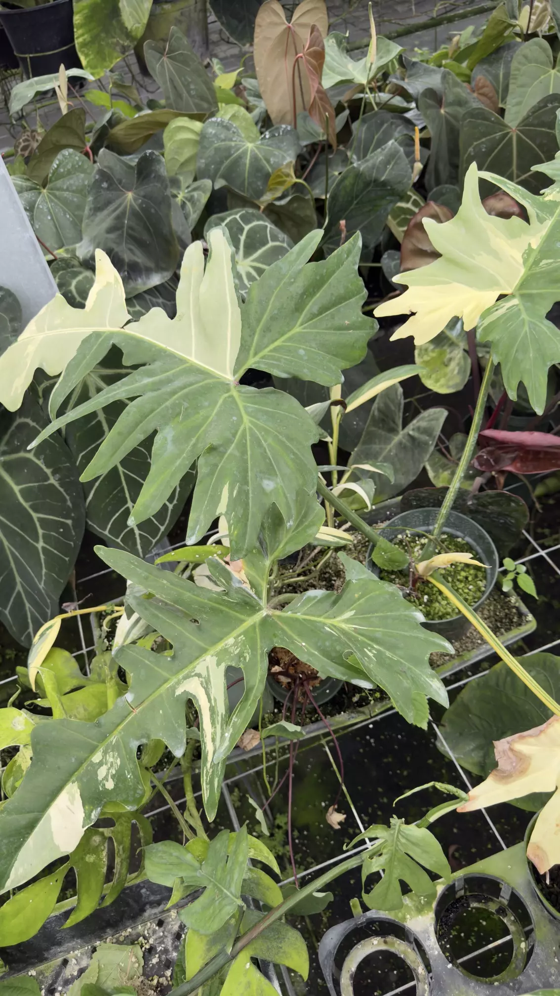 plant/Xxl golden dragon var -0