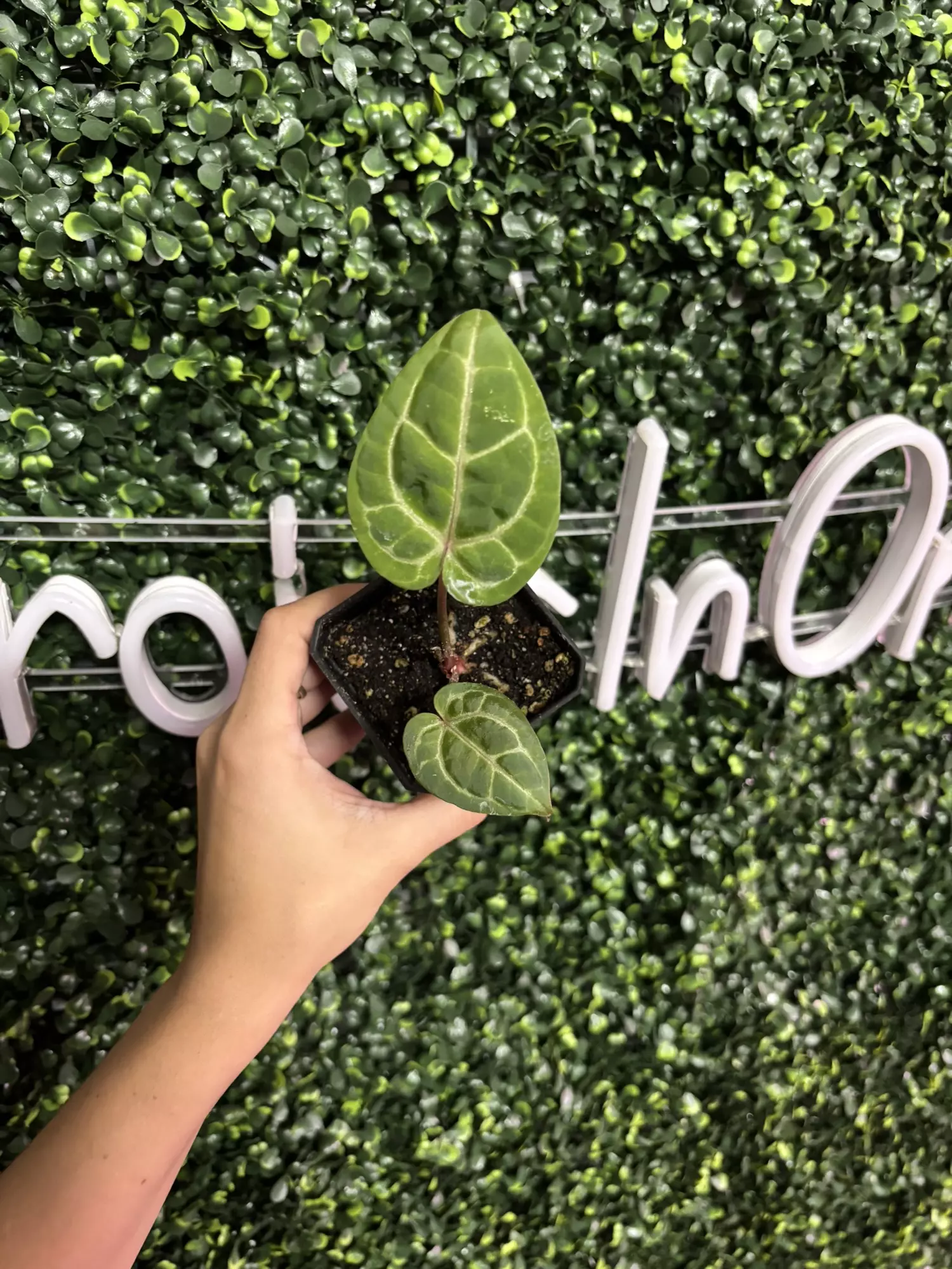 plant/0209 (Zara x Michelle) x (Zara x Michelle)-0