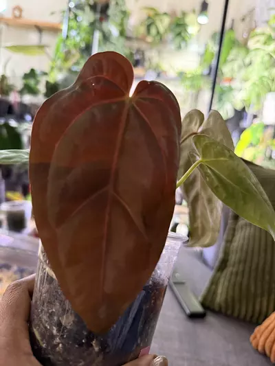 plant/Goliath S1 x (Tezula Red Crystal x (Pap x Wonderboy A))-0-thumbnail