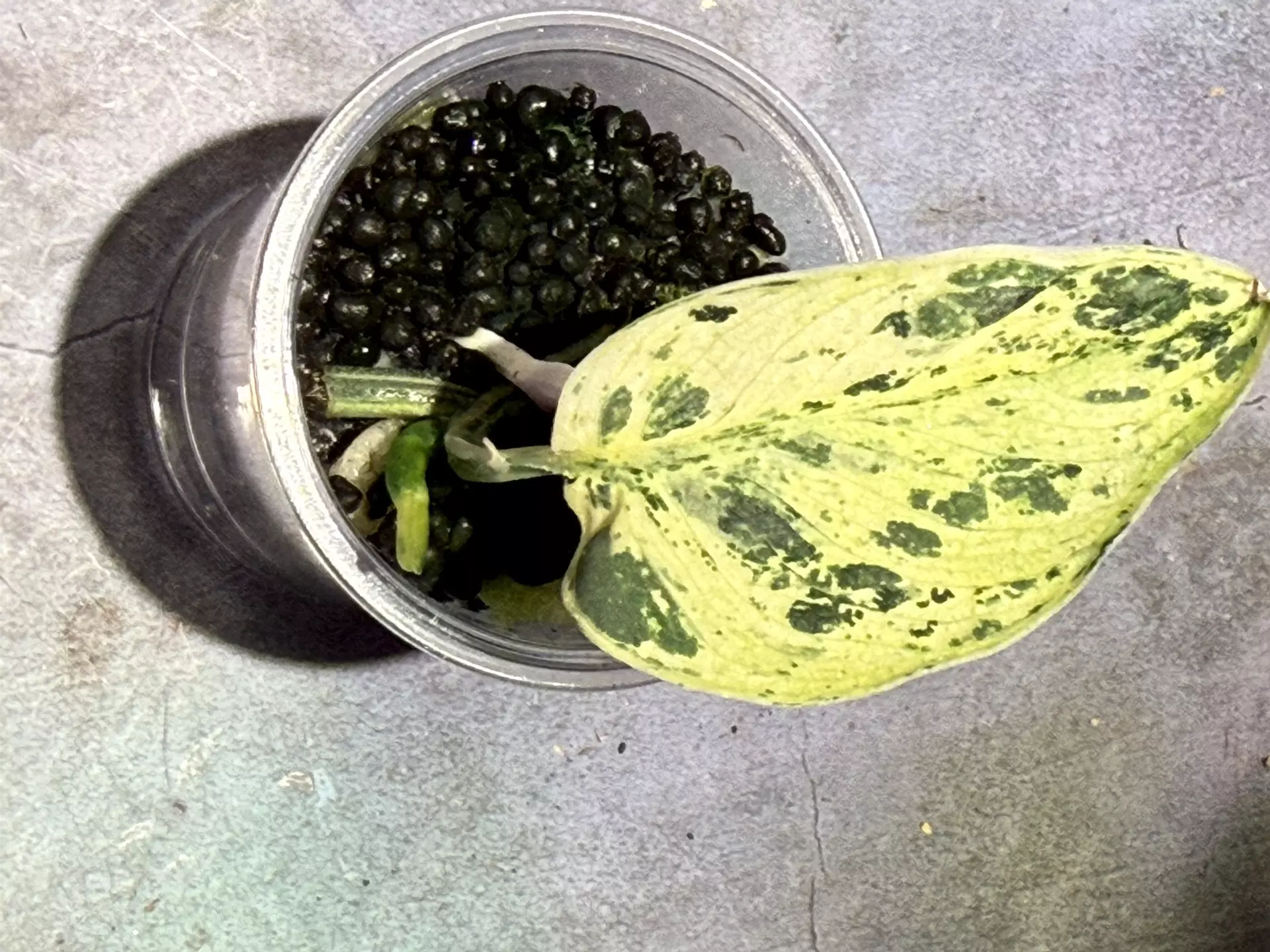 plant/Scindapsus peasun starter plant-2