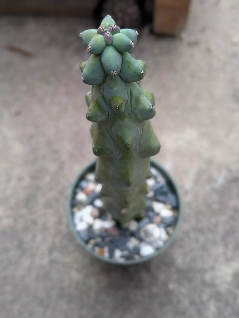 plant/Boobie large -0