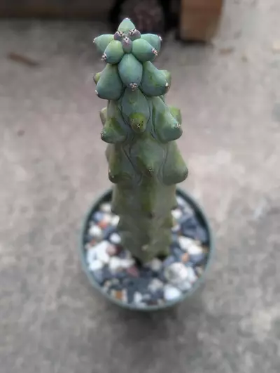 plant/Boobie large -0-thumbnail