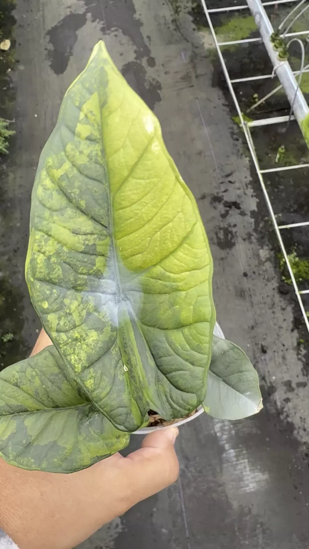 plant/Platinum Aurea -0