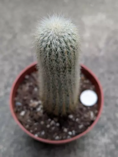 plant/Silver torch -0-thumbnail