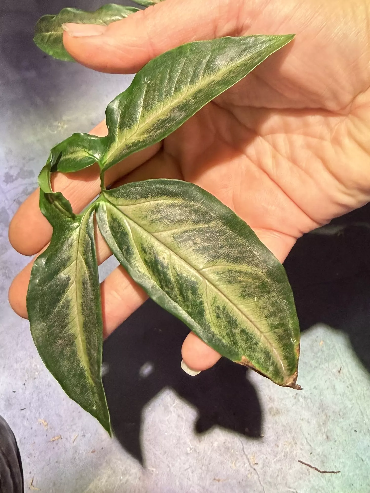 plant/Syngonium black pink angustatum-1