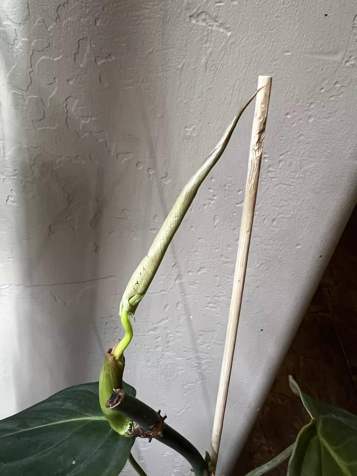 plant/Philo ‘glorious’-2