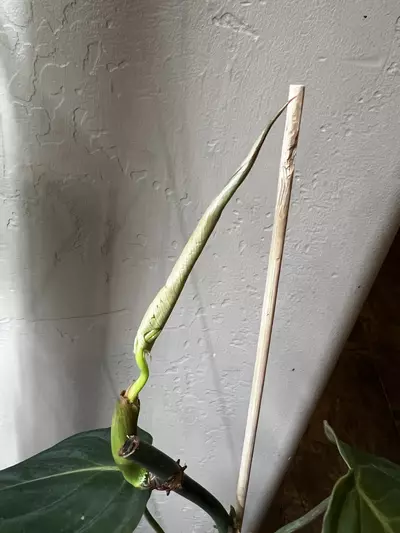 plant/Philo ‘glorious’-2-thumbnail