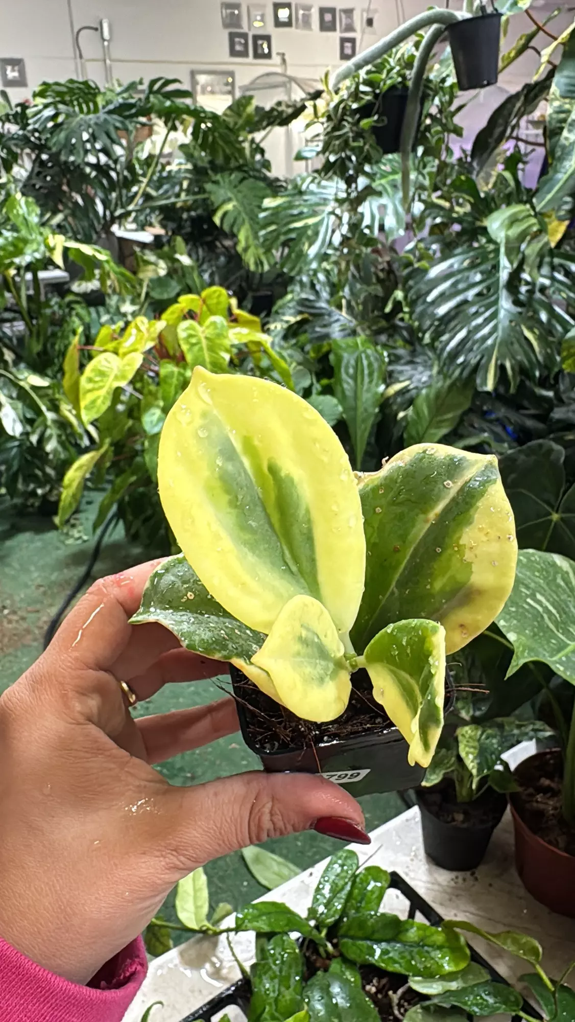 plant/Hoya pachyclada variegated 3”-0