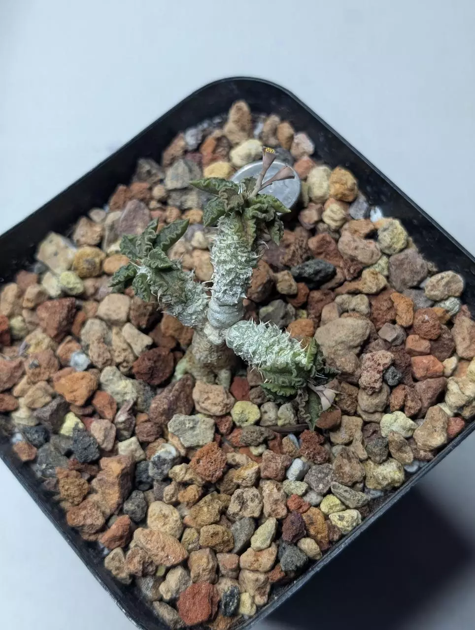 plant/Turealensis Euphorbia dwarf -0