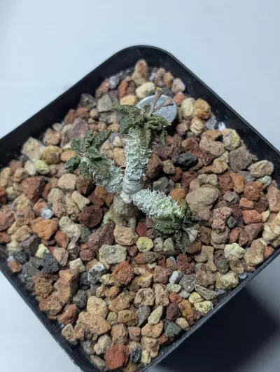 plant/Turealensis Euphorbia dwarf -0-thumbnail