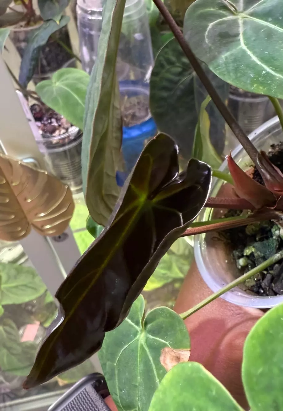 plant/Scott Cohen Doc Block F2 x ( Crystal Mag x Bess aff)-2