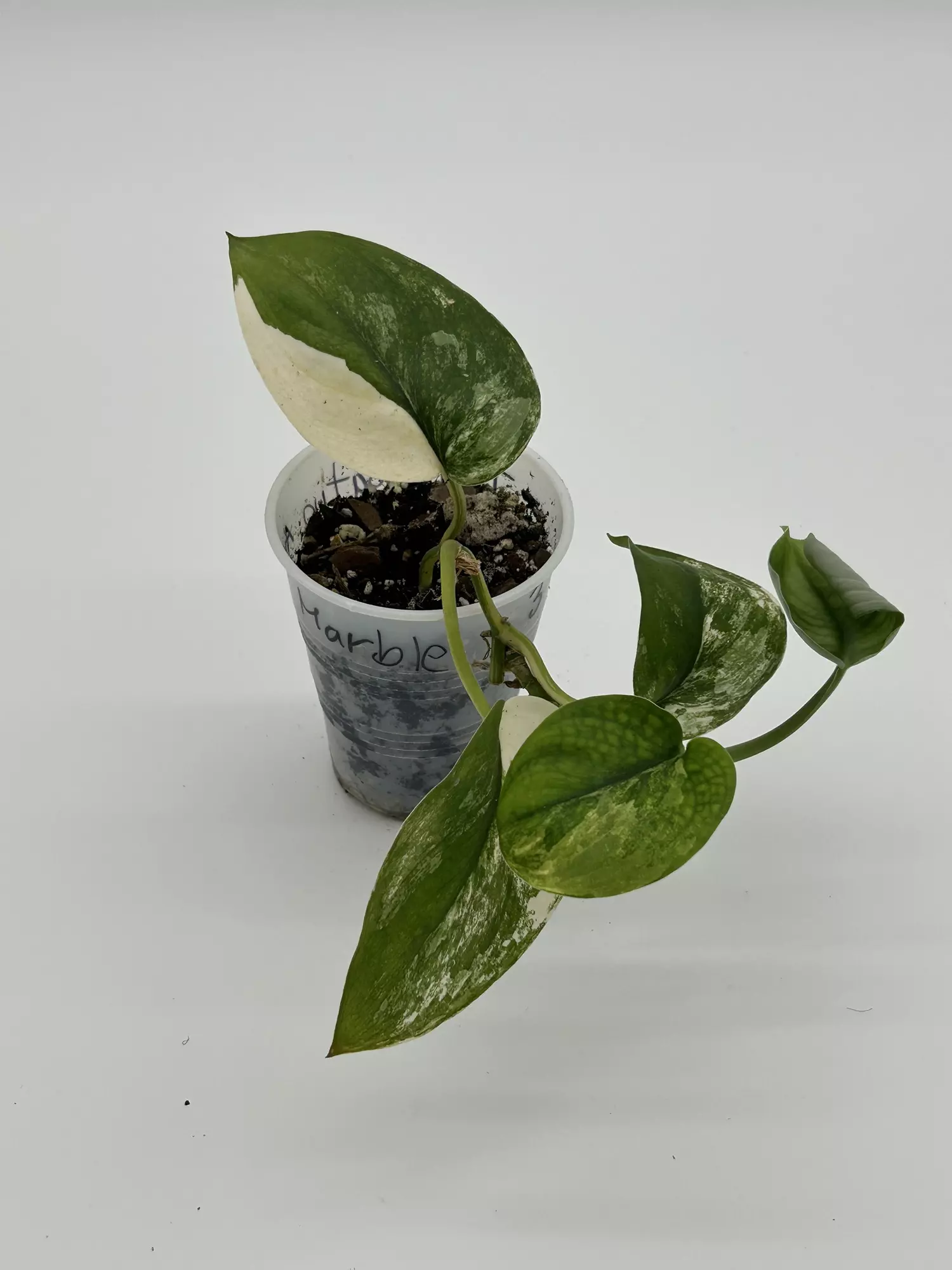 plant/Scindapsus jade satin albo-1