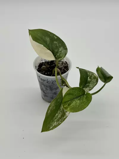 plant/Scindapsus jade satin albo-1-thumbnail