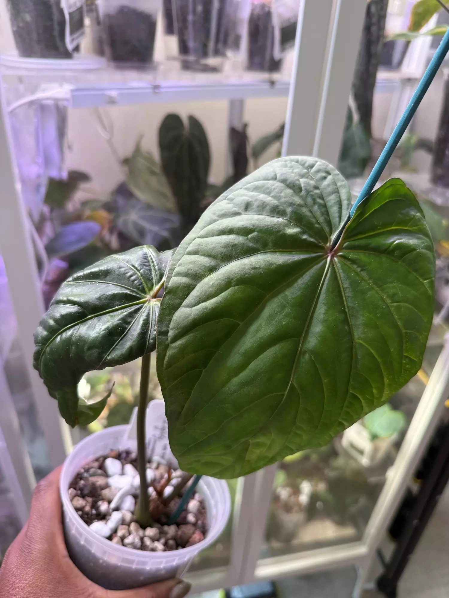 plant/Circus Peanuts Clone-0