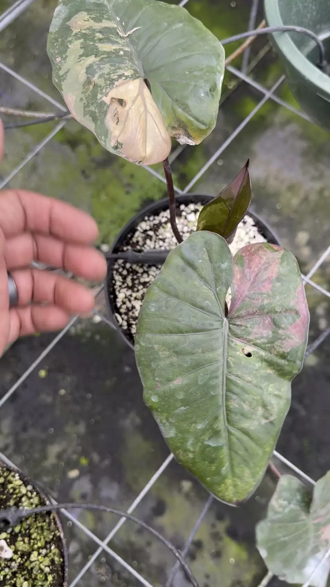 plant/Alocasia pink plumbea-0