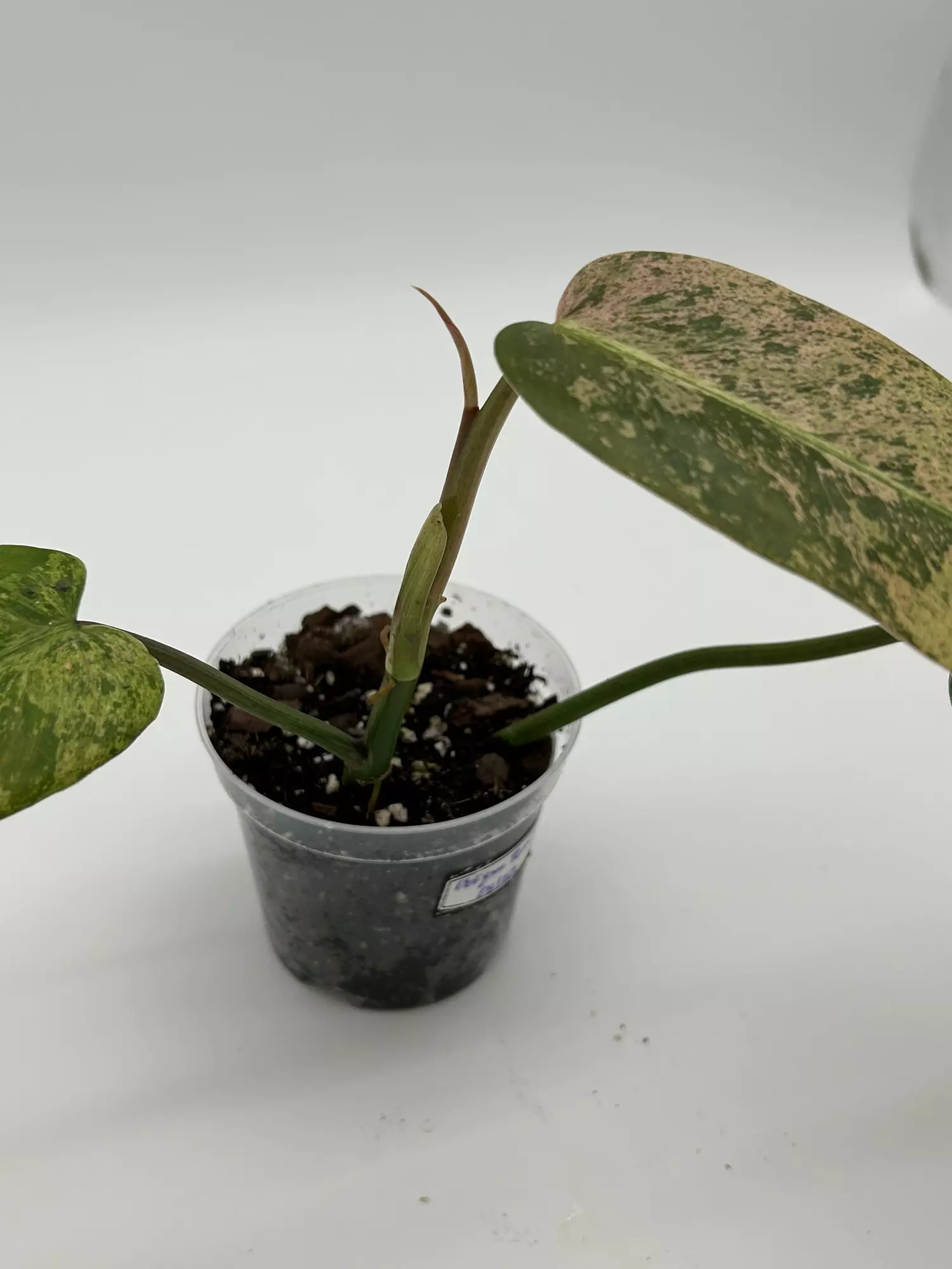 plant/Philodendron burle marx variegated-1