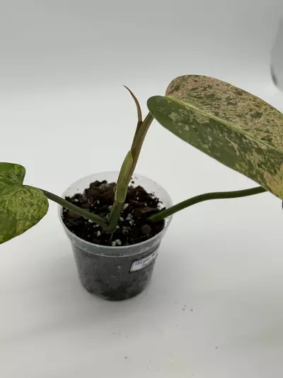 plant/Philodendron burle marx variegated-1-thumbnail