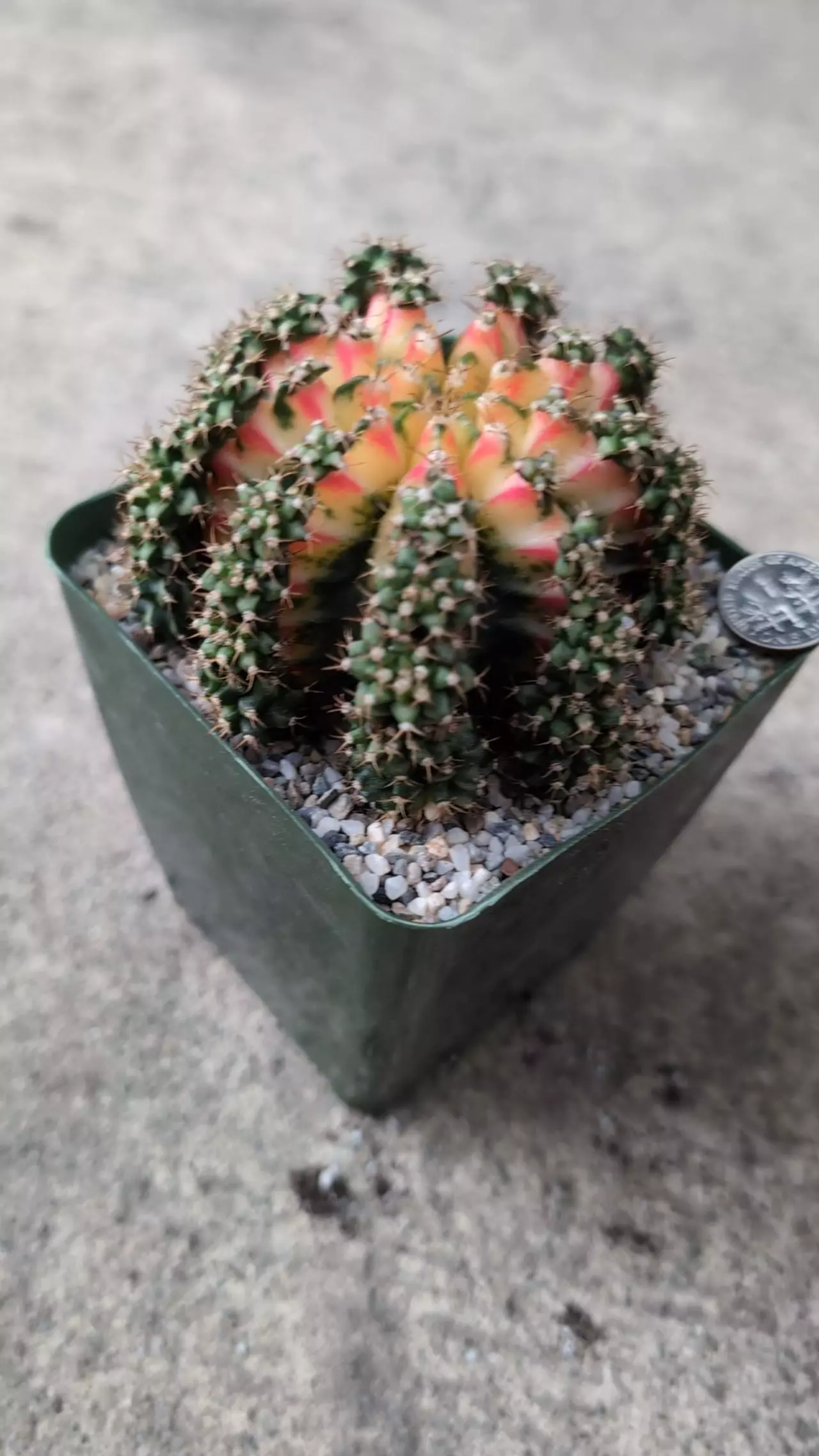 plant/Full pattern multi Taiwan mother Gymno, 3" pot shown -0