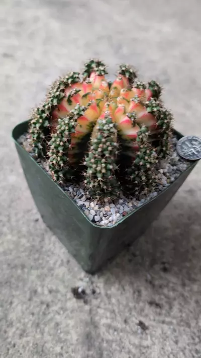 plant/Full pattern multi Taiwan mother Gymno, 3" pot shown -0-thumbnail