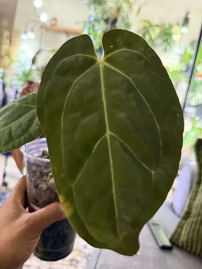 plant/Goliath S1 x (Tezula Red Crystal x (Pap x Wonderboy A))-1-thumbnail