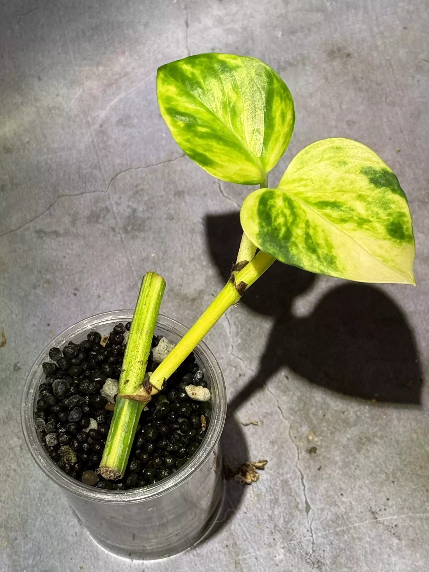 plant/Teruno Valencia epipremnum-0