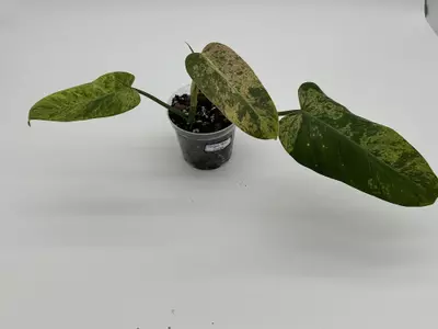 plant/Philodendron burle marx variegated-0-thumbnail