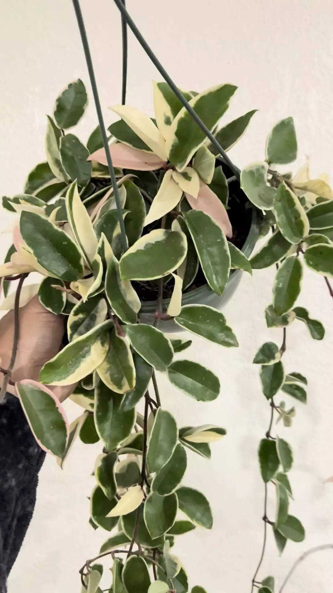 plant/8 inch krimson queen -0