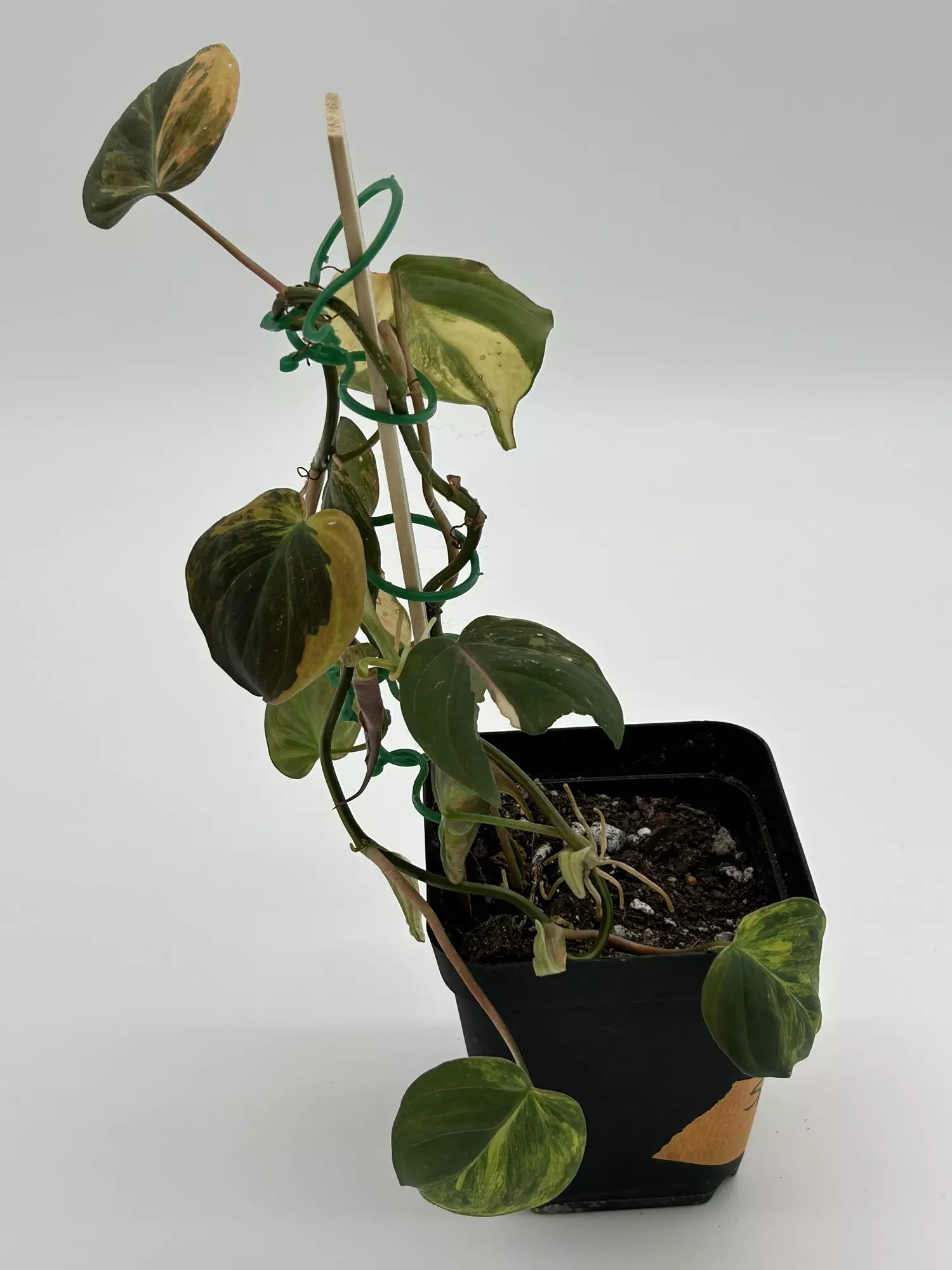 plant/Philodendron micans vareigated-0